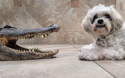 Alligator Alert: 6 Tips for Safe Dog Walks