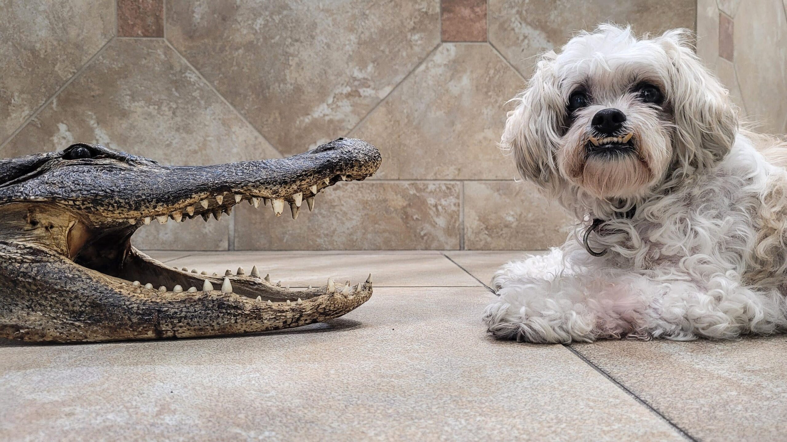 Alligator Alert: 6 Tips for Safe Dog Walks